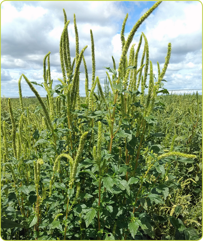 A Guide to North Dakota Noxious and Troublesome Weeds NDSU Agriculture